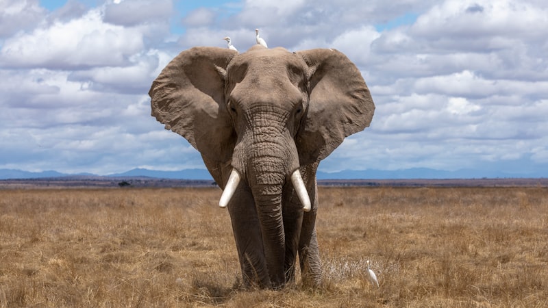 Animal Echolocation