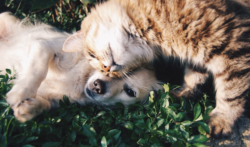 Animal Echolocation