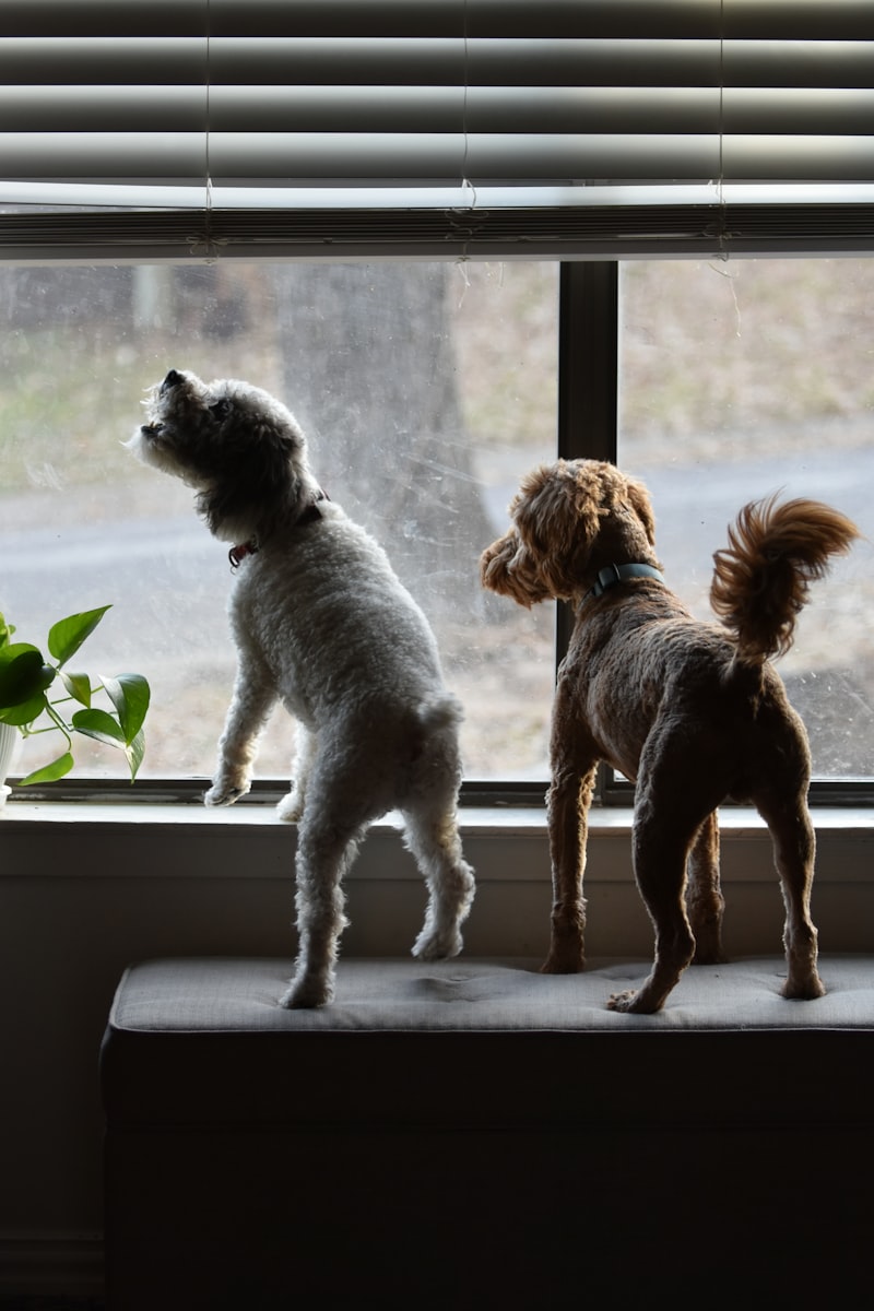 Canine Separation Anxiety: Why Your Dog Fears Being Alone