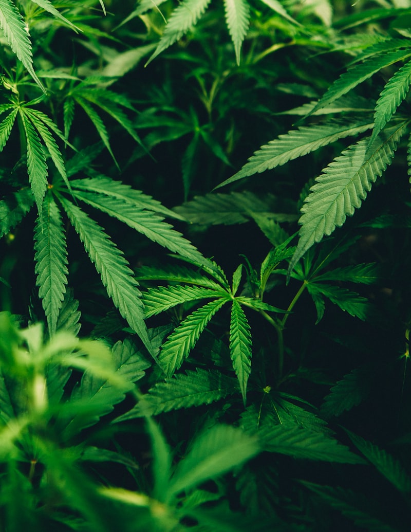 Cannabis Dependence: Unmasking the Reality of Addiction