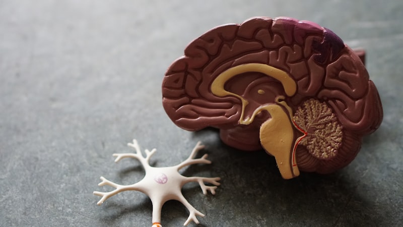 Chemoreceptors: How Your Body Senses Hidden Dangers
