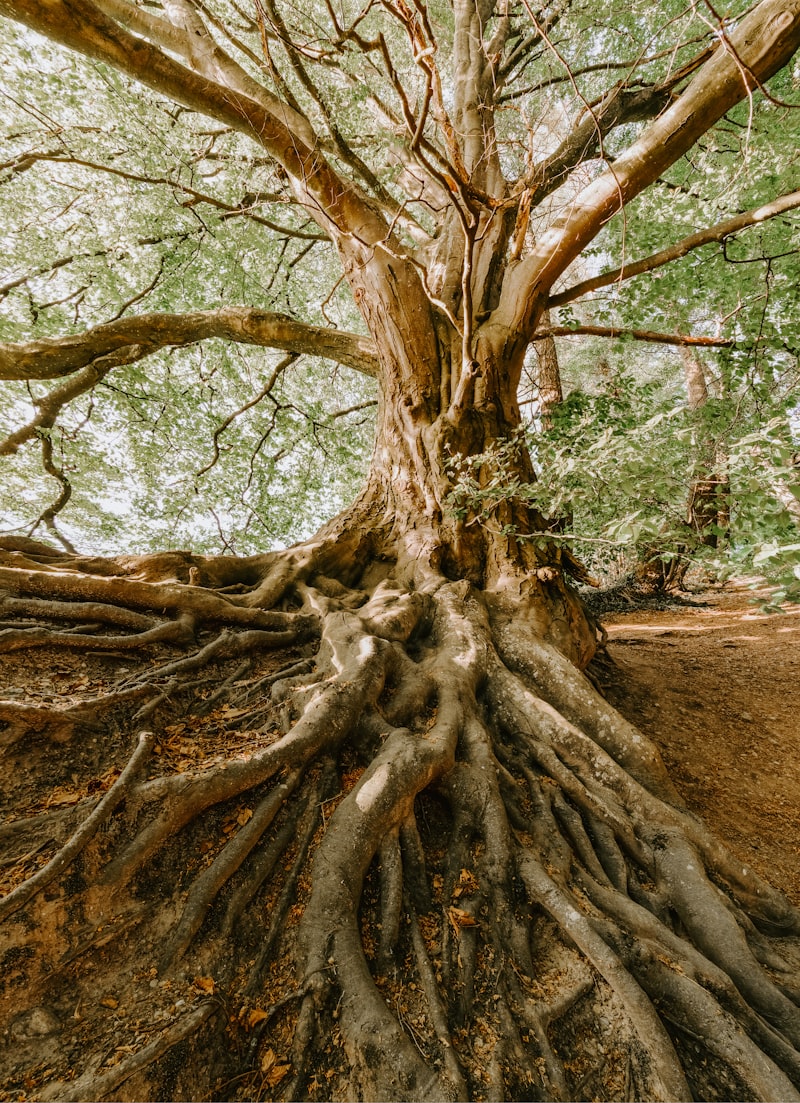 Cognitive Diagnosis: Find the Root