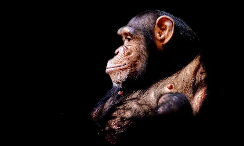 Evolutionary Psychology: Why Our Species Survives and Ages