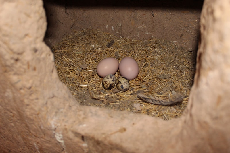 Incubation