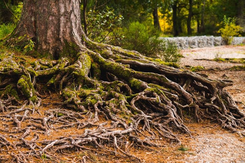 Root Cause Analysis