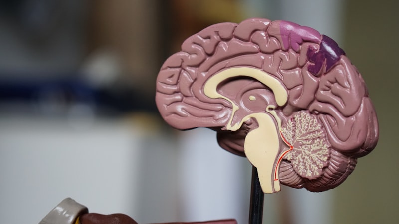 The Binding Problem: How Your Brain Builds Reality