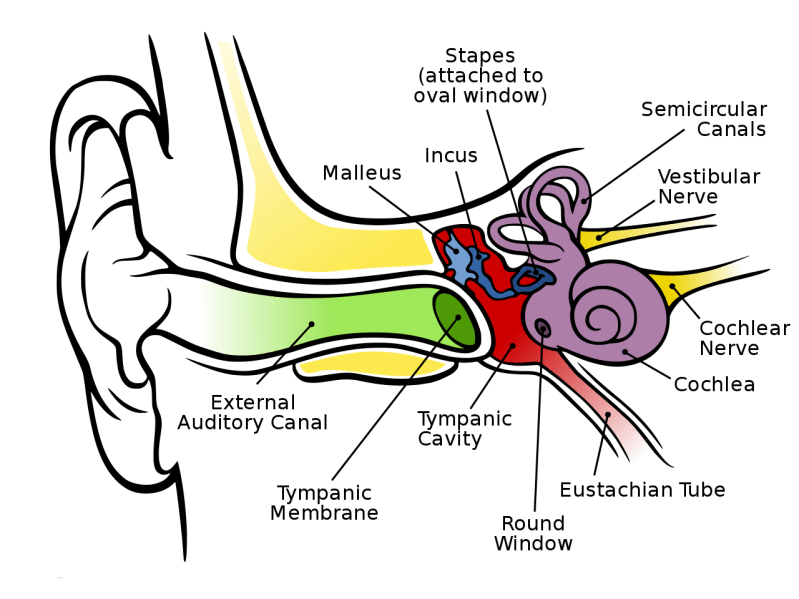 Anatomy of the Human Ear Psynso