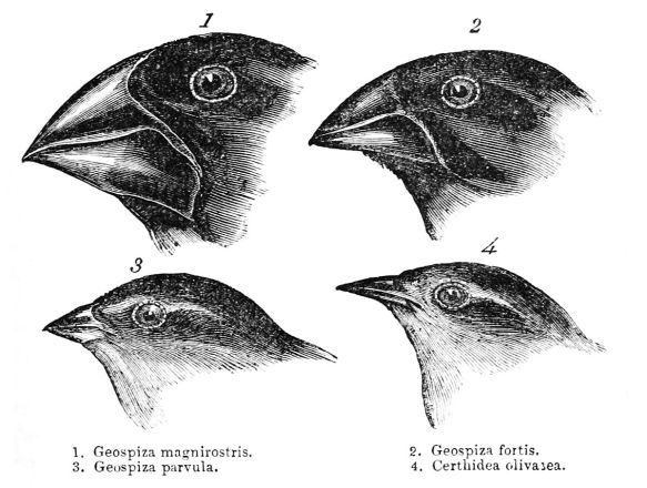 Darwins illustrations of beak variation in the finches of the Galapagos Islands Psynso