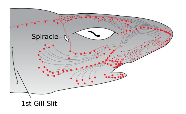 Electroreceptors in a sharks head Psynso