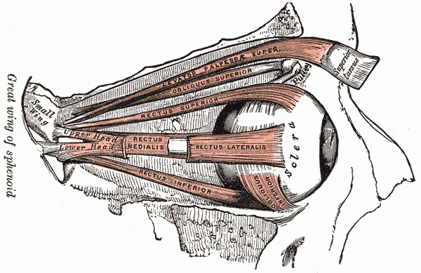 Eye Muscles Psynso
