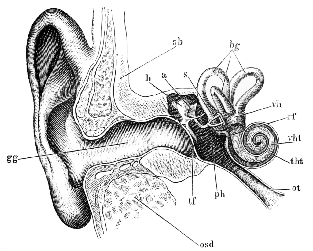 Human Ear Diagram Psynso