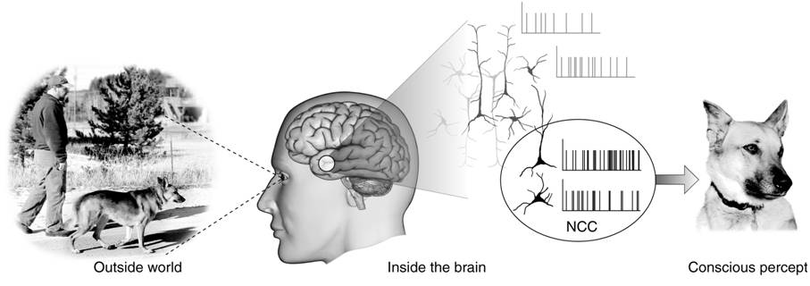 Neural Correlates Of Consciousness Psynso