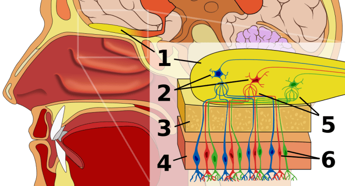 Olfactory System Psynso