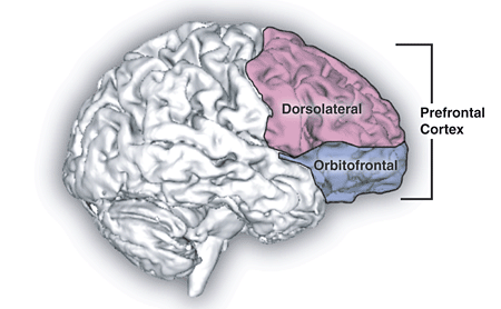 Prefrontal cortex Psynso