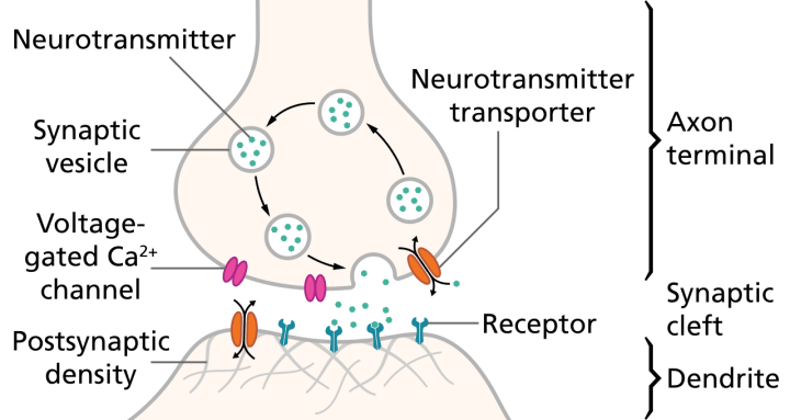 Synapse Schematic Psynso