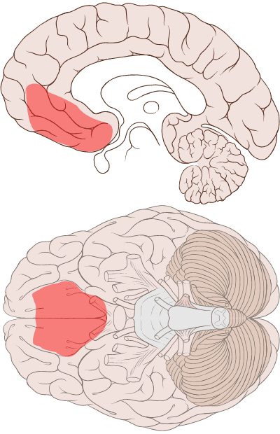 Ventromedial prefrontal cortex Psynso