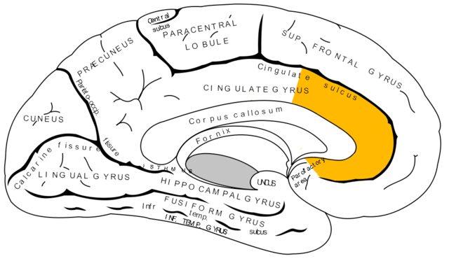 anterior cingulate cortex Psynso