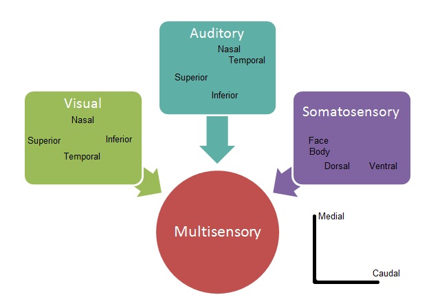multisensory integration Psynso
