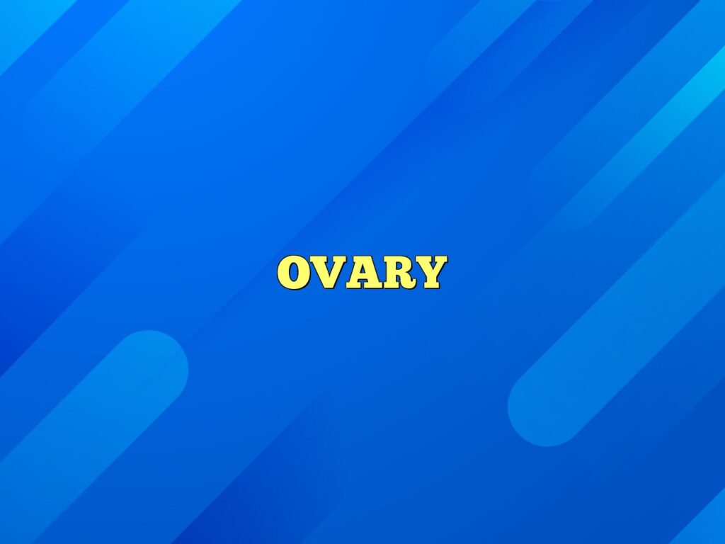 ovary