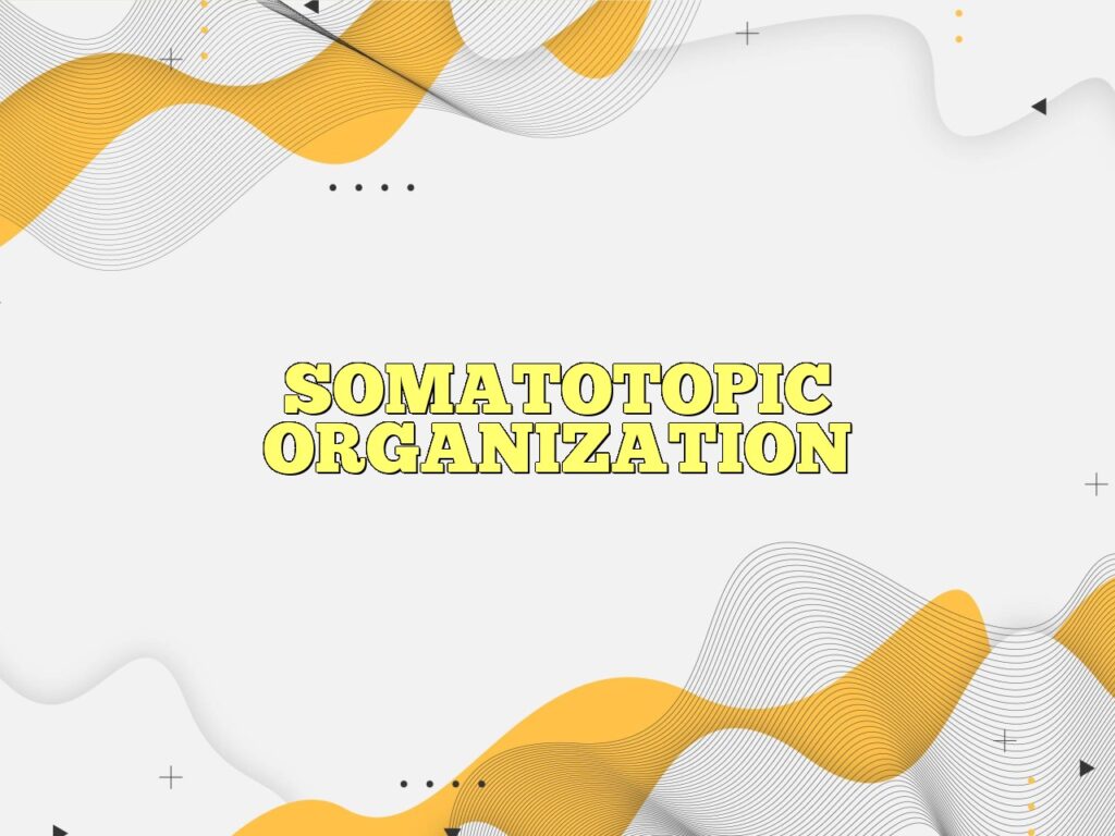somatotopic organization