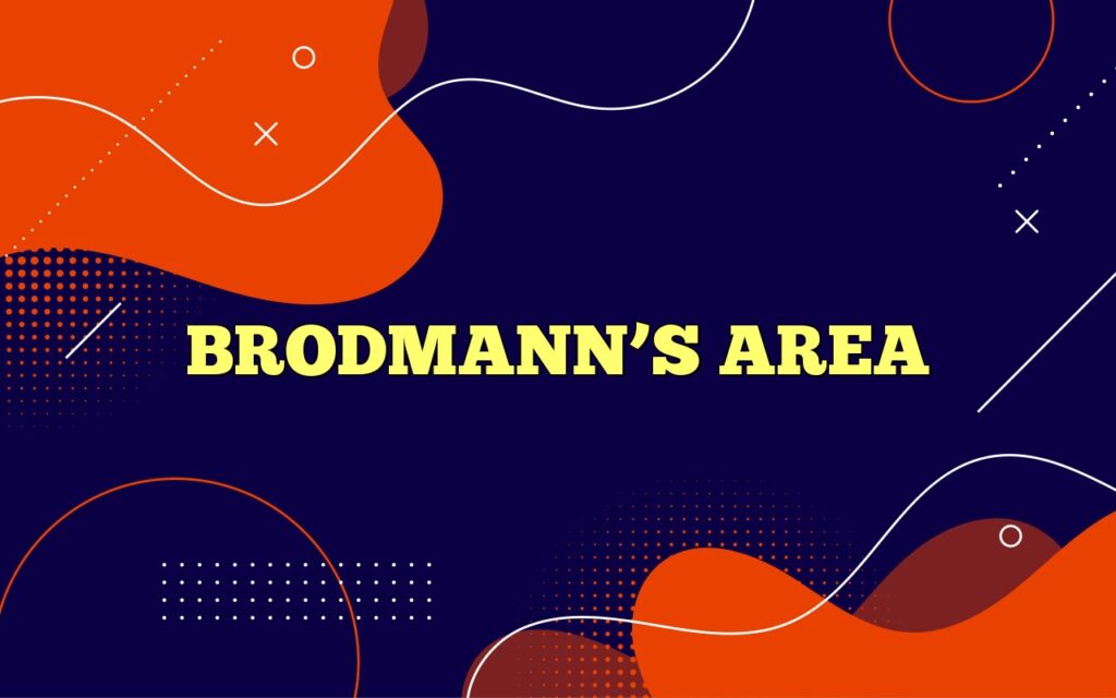 brodmanns area