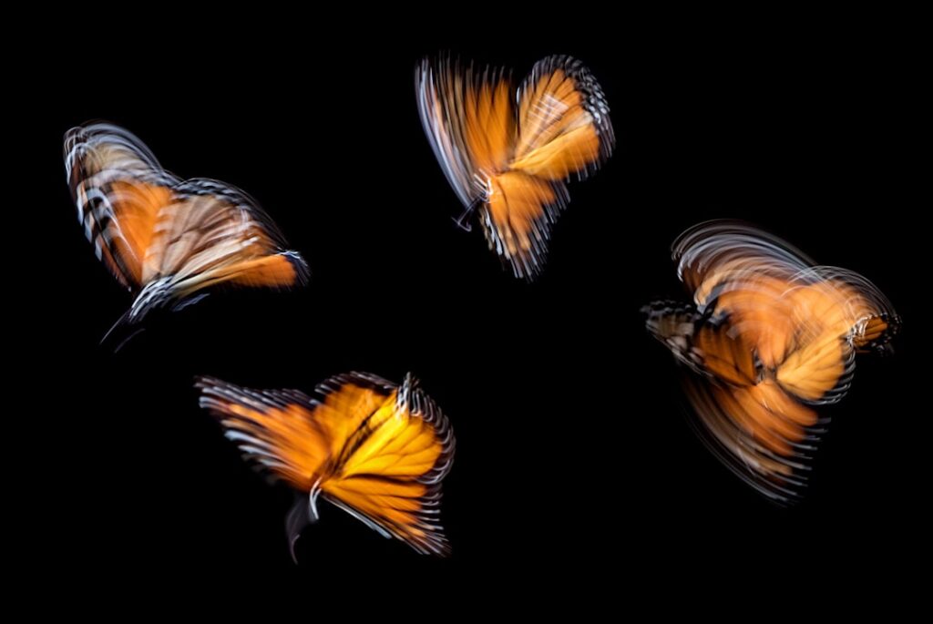 Butterfly Effect